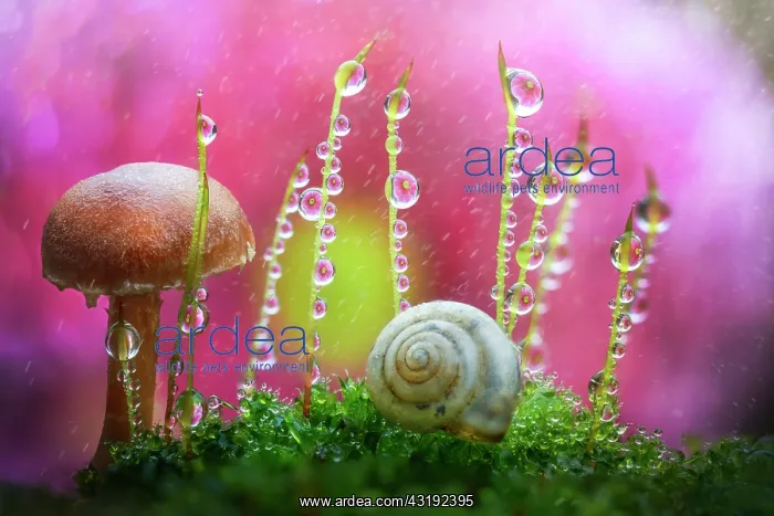 : Rain drops on buds of moss near a small mushroom : Rain drops on buds of moss near a small mushroom