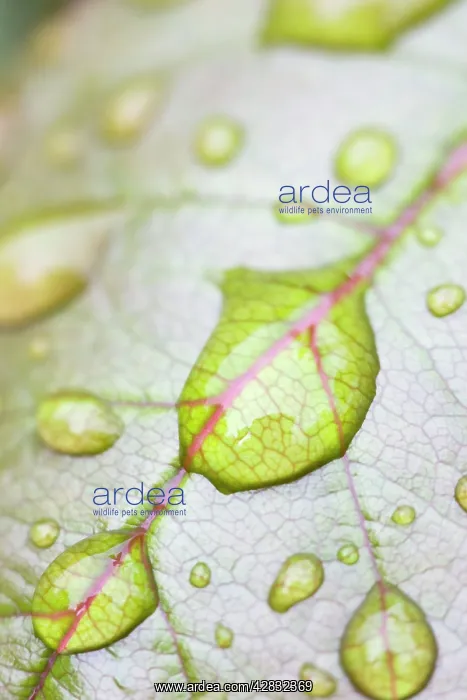  : Rain Drops on Rose Leaf
