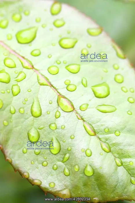  : Rain Drops on Rose Leaf