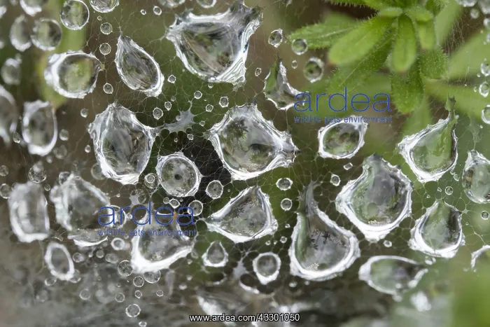 : Rain drops on spider web - Norfolk UK : Rain drops on spider web - Norfolk UK
