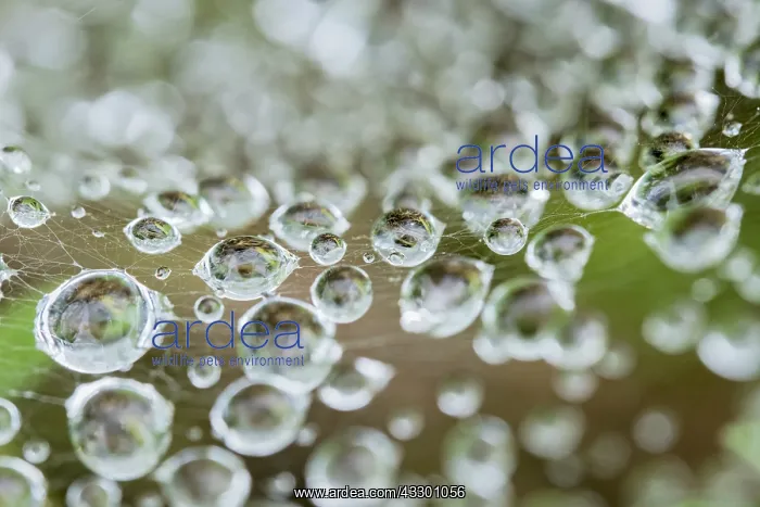 : Rain drops on spider web - Norfolk UK : Rain drops on spider web - Norfolk UK