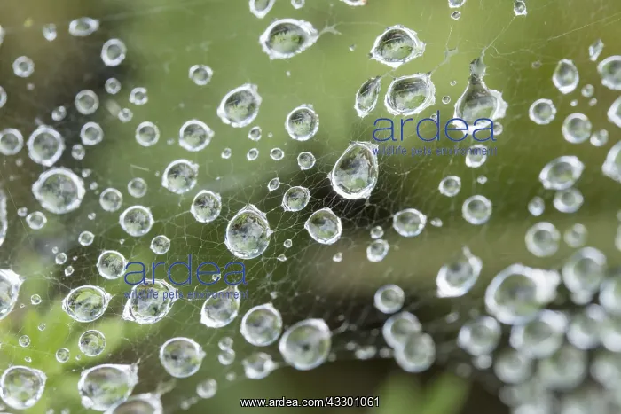 : Rain drops on spider web - Norfolk UK : Rain drops on spider web - Norfolk UK