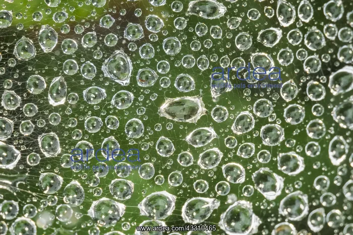 : Rain drops on spider web - Norfolk UK : Rain drops on spider web - Norfolk UK