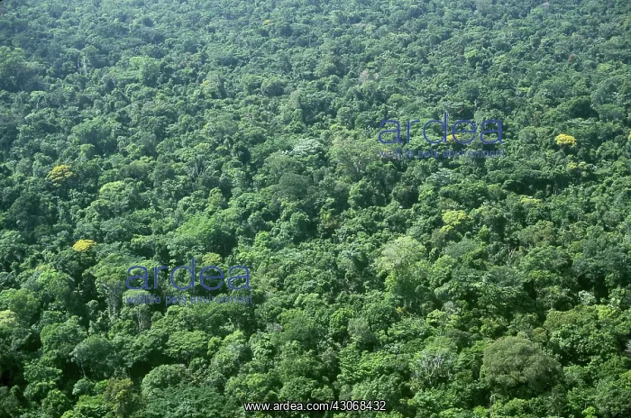 : Rain Forest : Rain Forest