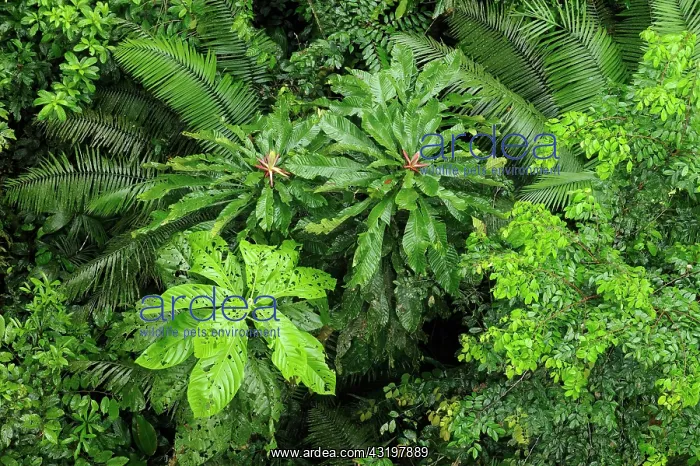 : Rain forest from a birds perspective by Rio Napo : Rain forest from a birds perspective by Rio Napo