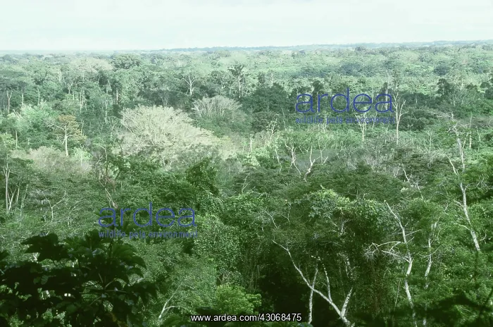 : Rain Forest Canopy : Rain Forest Canopy