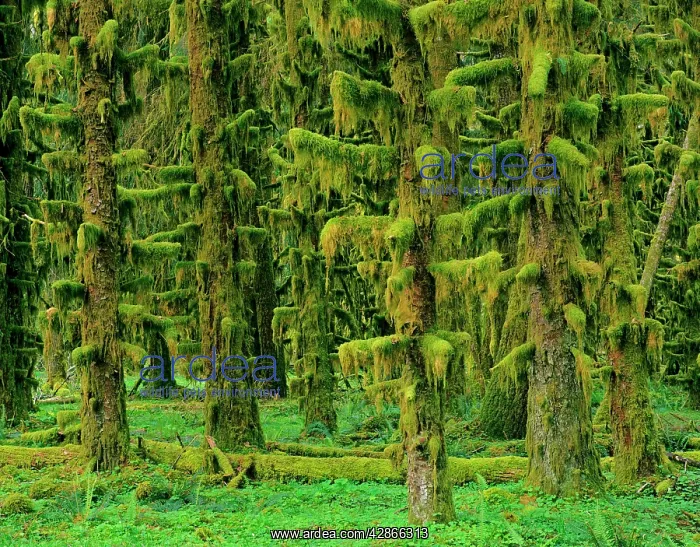 : Rain Forest - moss covered Sitka Spruce Trees : Rain Forest - moss covered Sitka Spruce Trees