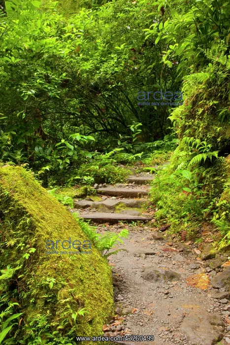 : Rain Forest pathway to Trafalgar Falls in : Rain Forest pathway to Trafalgar Falls in