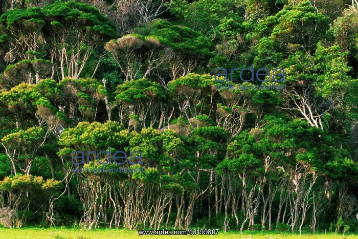 : Rain forest at Wilsons Promontory National Park : Rain forest at Wilsons Promontory National Park