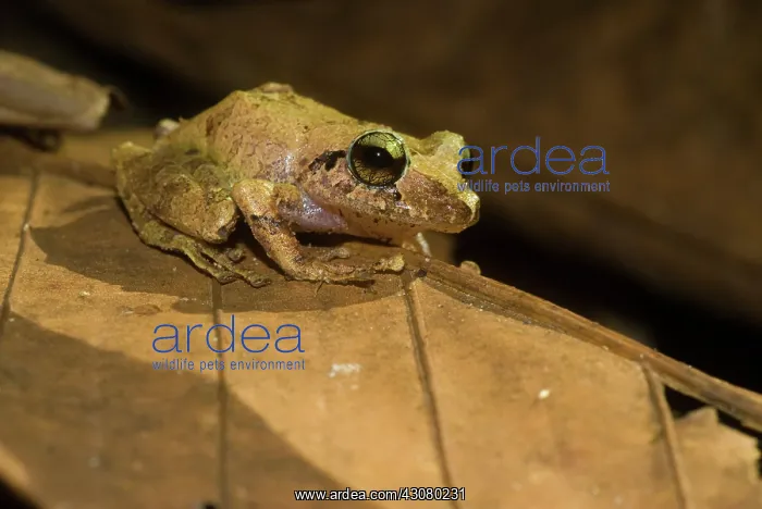  : Rain Frog (Eleutherodactylus ackendeni) in Amazon Rainforest in Loreto, Peru