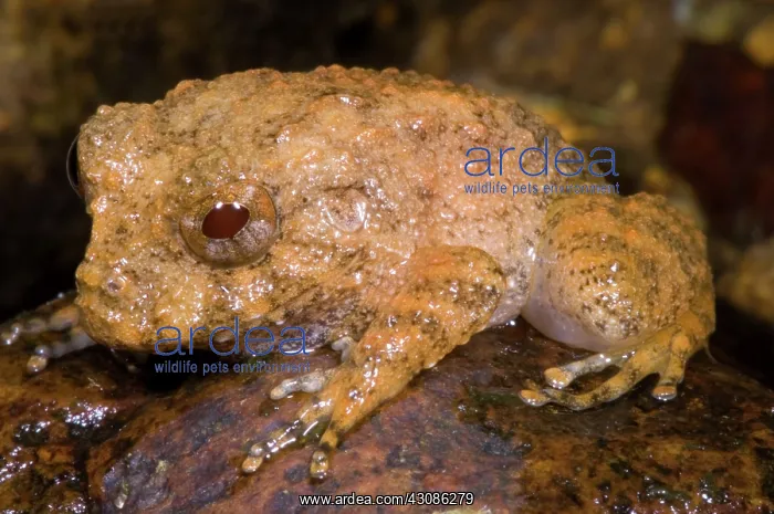  : Rain Frog. A juvenile rain frog (Eleutherodactylus bufoniformis)