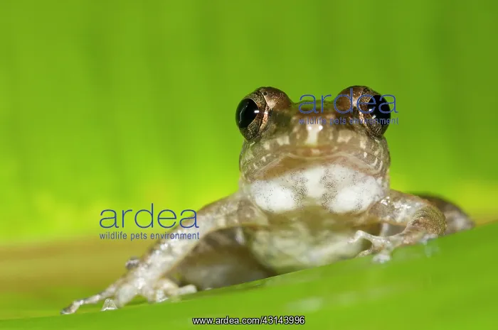 : Rain Frog. Tropical frog (Eleutherodactylus sp) on a leaf : Rain Frog. Tropical frog (Eleutherodactylus sp) on a leaf
