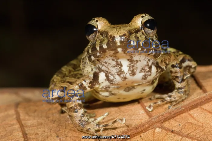 : Rain Frog. Species of tropical rain frog (Eleutherodactylus sp) on a leaf : Rain Frog. Species of tropical rain frog (Eleutherodactylus sp) on a leaf