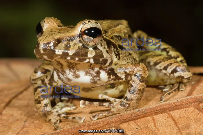 : Rain Frog. Species of tropical rain frog (Eleutherodactylus sp) on a leaf : Rain Frog. Species of tropical rain frog (Eleutherodactylus sp) on a leaf