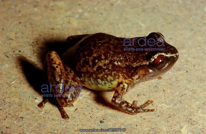 : Rain frog - a very small frog (2.5 cm) found only : Rain frog - a very small frog (2.5 cm) found only