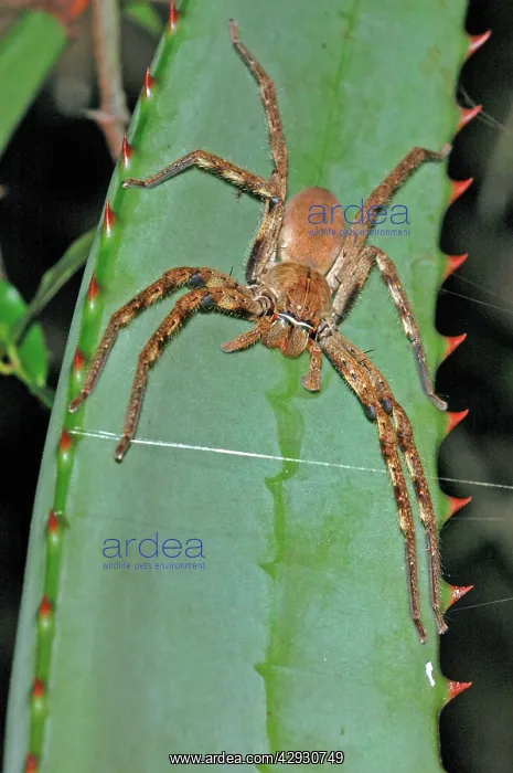 : Rain spider - Female on aloe leaf : Rain spider - Female on aloe leaf