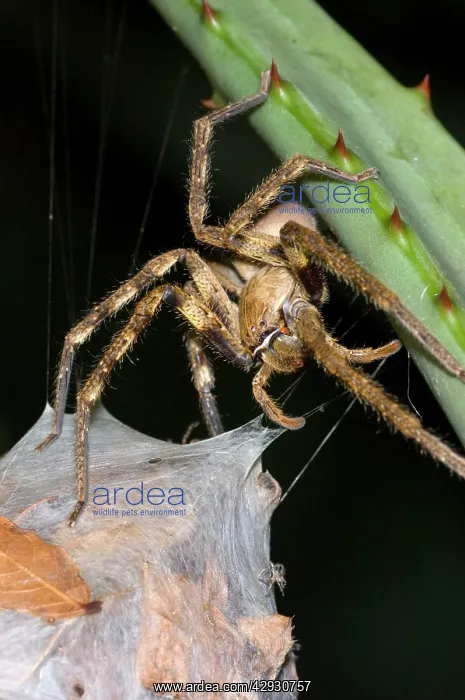 : Rain spider - Female guarding egg-sac suspended : Rain spider - Female guarding egg-sac suspended