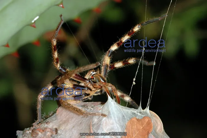  : Rain Spider - Female guarding egg-sac suspended