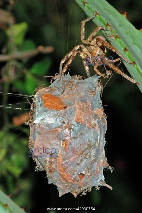 : Rain spider - Female guarding recently hatched : Rain spider - Female guarding recently hatched