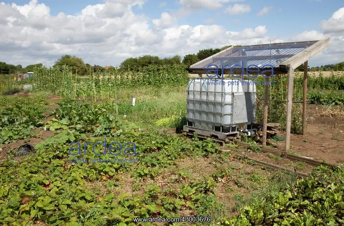 : Rain Water Collection for vegetable growing in allotments : Rain Water Collection for vegetable growing in allotments