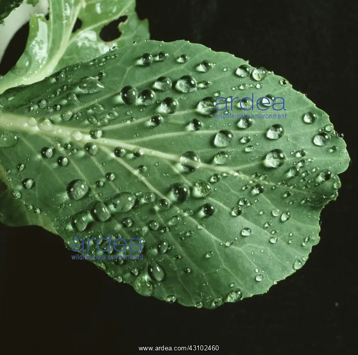 : Rain water droplets on a cabbage leaf : Rain water droplets on a cabbage leaf