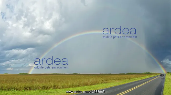  : Rainblow - over the Everglades