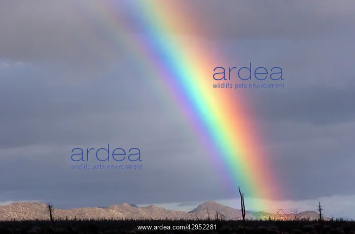 : Rainbow. Central Desert of Baja California, Mexico : Rainbow. Central Desert of Baja California, Mexico