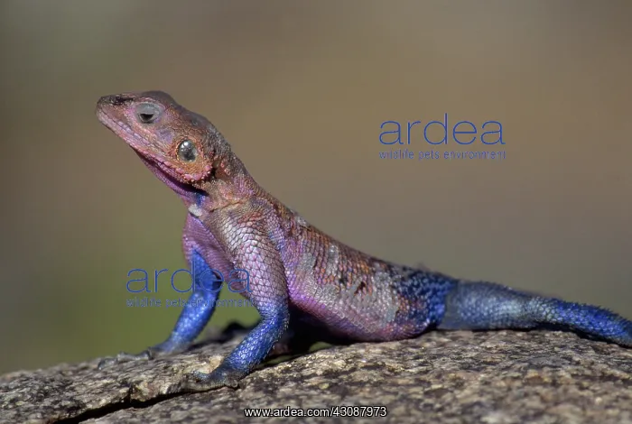 : Rainbow Agama : Rainbow Agama