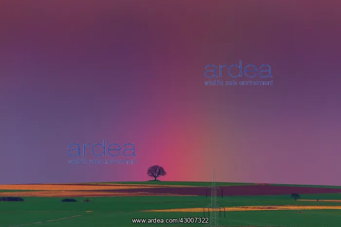 : Rainbow, appearing over arable land, Lower Saxony, Germany : Rainbow, appearing over arable land, Lower Saxony, Germany