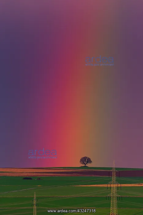 : Rainbow, appearing over arable land, Lower Saxony, Germany : Rainbow, appearing over arable land, Lower Saxony, Germany