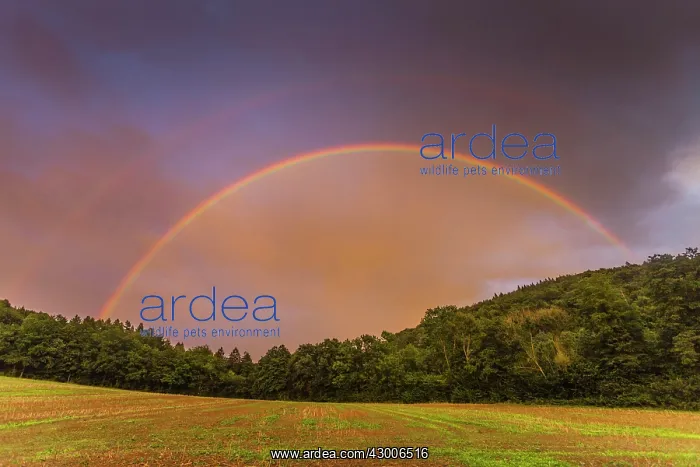 : Rainbow, appearing in double form over woodland : Rainbow, appearing in double form over woodland