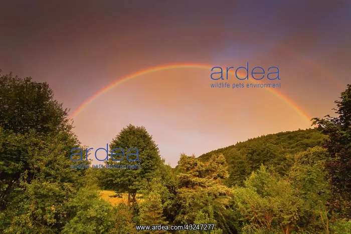 : Rainbow, appearing in double form over woodland : Rainbow, appearing in double form over woodland