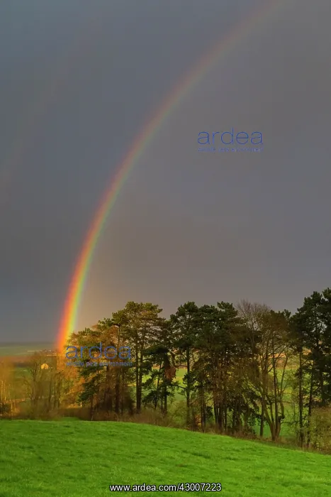 : Rainbow, appearing over woodland, Lower Saxony, Germany : Rainbow, appearing over woodland, Lower Saxony, Germany