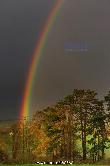 : Rainbow, appearing over woodland, Lower Saxony, Germany : Rainbow, appearing over woodland, Lower Saxony, Germany