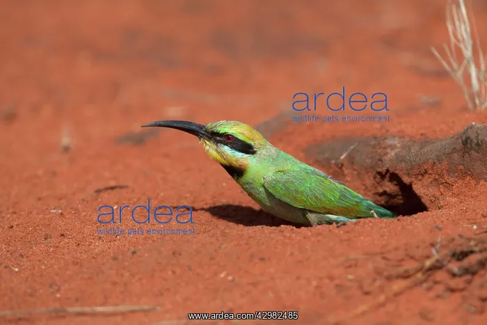  : Rainbow Bee-eater