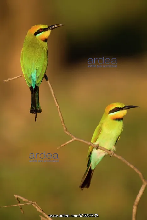 : Rainbow Bee-eater - two adults sitting on perch : Rainbow Bee-eater - two adults sitting on perch