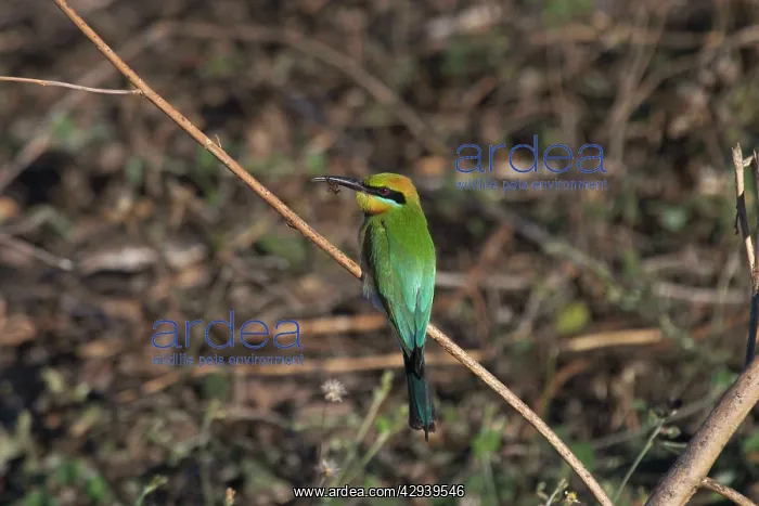 : Rainbow Bee-eater - With bee : Rainbow Bee-eater - With bee
