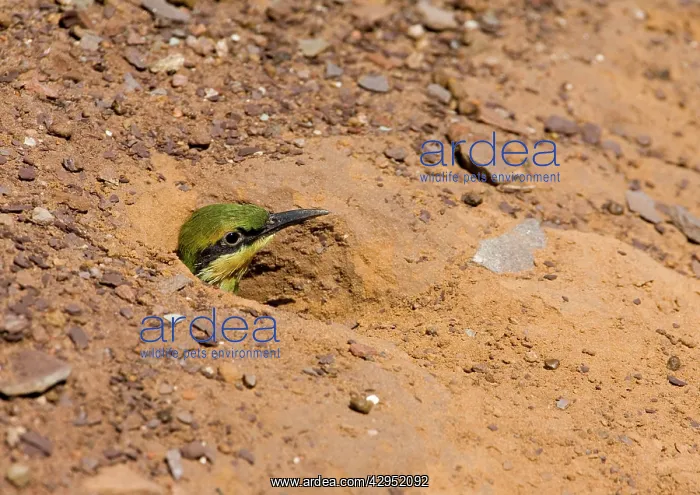: Rainbow Bee-eater - chick in nest hole : Rainbow Bee-eater - chick in nest hole