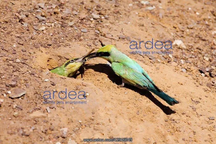 : Rainbow Bee-eater - feeding chick : Rainbow Bee-eater - feeding chick