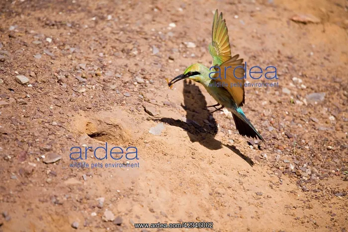 : Rainbow Bee-eater - flying to nest : Rainbow Bee-eater - flying to nest