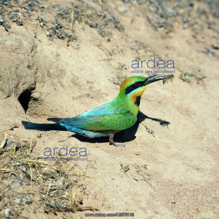 : Rainbow Bee-eater - insect in beak : Rainbow Bee-eater - insect in beak