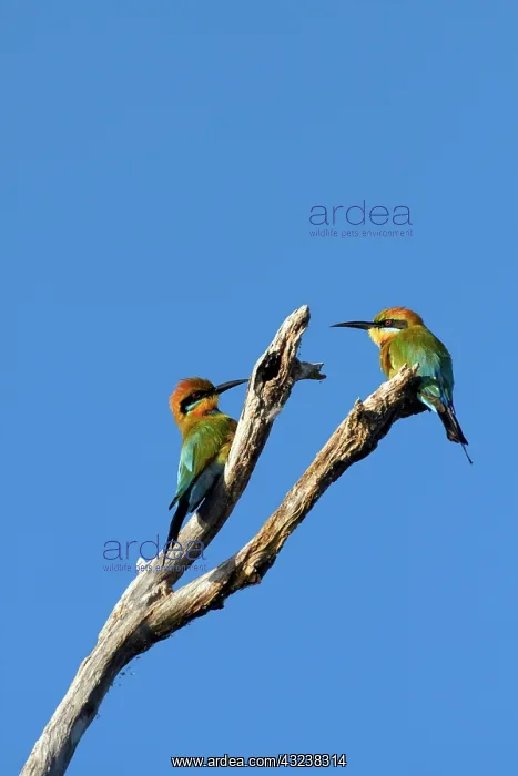 : Rainbow Bee-eater (Merops ornatus), Yellow : Rainbow Bee-eater (Merops ornatus), Yellow
