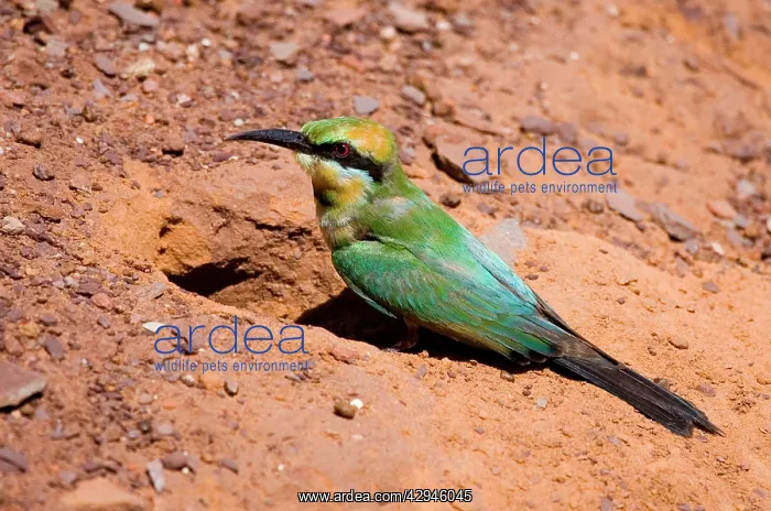: Rainbow Bee-eater - at nest : Rainbow Bee-eater - at nest