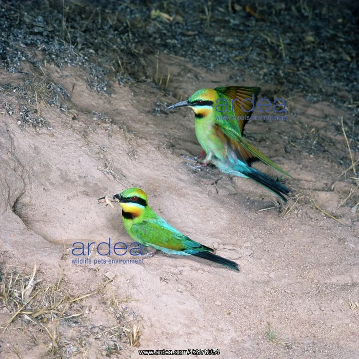 : Rainbow Bee-eater - pair, one landing & other with : Rainbow Bee-eater - pair, one landing & other with