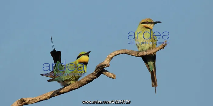 : Rainbow Bee-eater - Pair - at Peppimenarti Aboriginal : Rainbow Bee-eater - Pair - at Peppimenarti Aboriginal