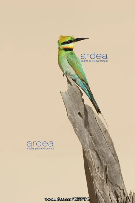 : Rainbow Bee-Eater - Perched on a favourite vantage : Rainbow Bee-Eater - Perched on a favourite vantage