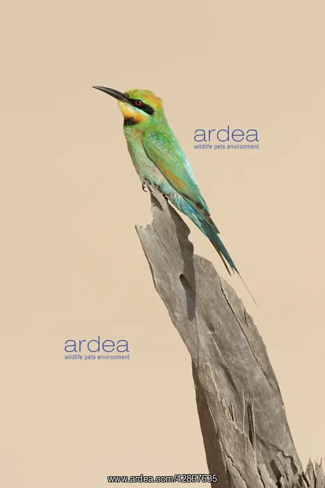 : Rainbow Bee-Eater - Perched on a favourite vantage : Rainbow Bee-Eater - Perched on a favourite vantage