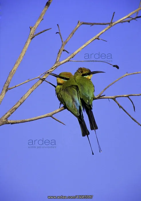 : Rainbow Bee Eaters : Rainbow Bee Eaters