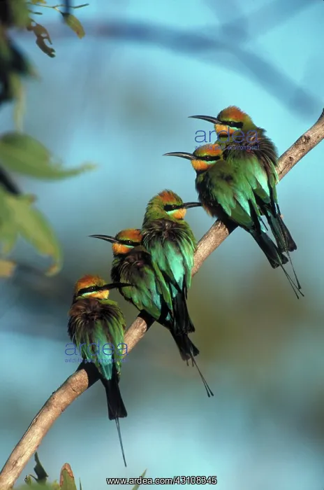 : Rainbow Bee-eaters : Rainbow Bee-eaters