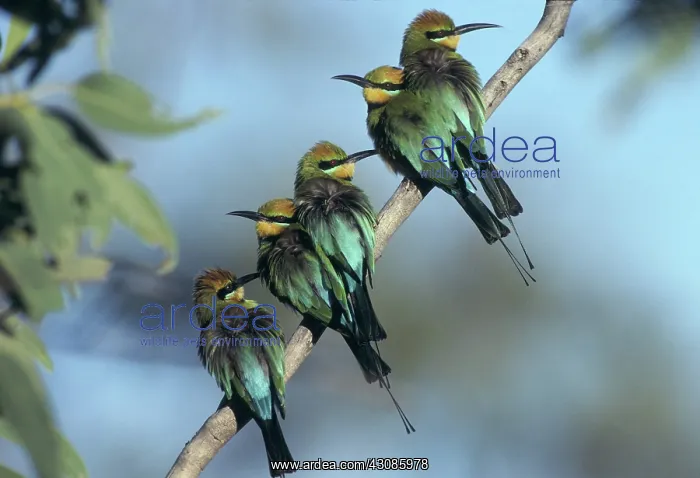 : Rainbow bee eaters, Australia : Rainbow bee eaters, Australia